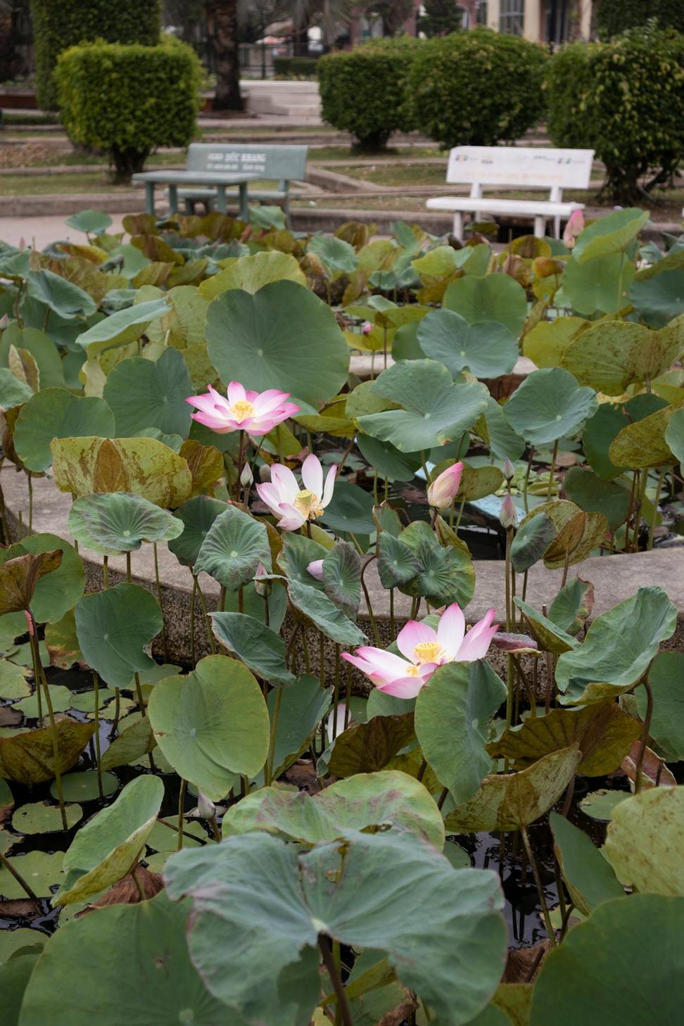 Zen Meditation Garden